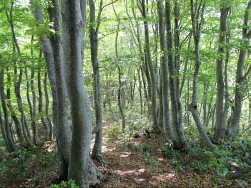 車で20分程度で行ける鉢伏山のブナの森