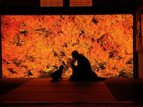 豊岡市のおすすめスポット!秋に見ごろの色鮮やかなドウダンツツジ