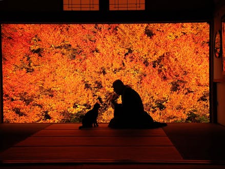 豊岡市のおすすめスポット!秋に見ごろの色鮮やかなドウダンツツジ