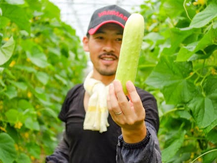 約130年前から町で栽培されている伝承野菜の「勘次郎胡瓜」。