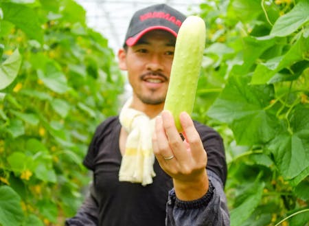 約130年前から町で栽培されている伝承野菜の「勘次郎胡瓜」。