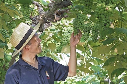 先輩協力隊でぶどう農家に就業した鈴木カンタくん(通称カンタ)