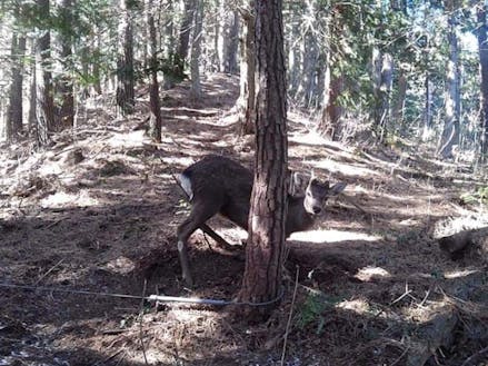 福田さんが初めて獲った鹿