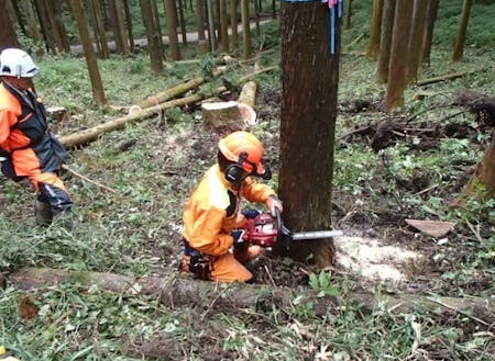 緑の森づくり推進担当イメージ写真