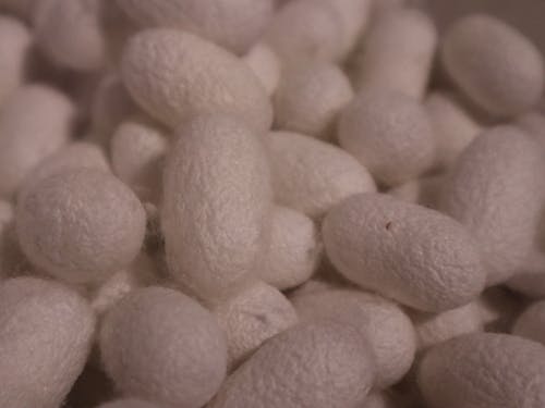 これが富岡シルクのもととなる、富岡の繭です。