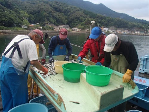 水揚げされた魚の選別