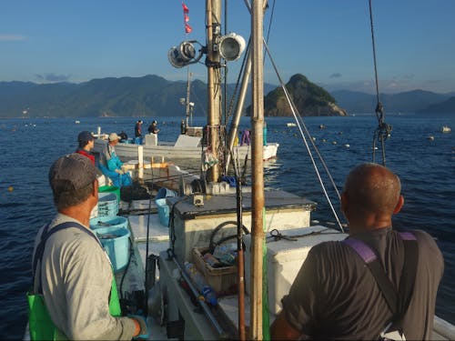 漁業体験教室の様子