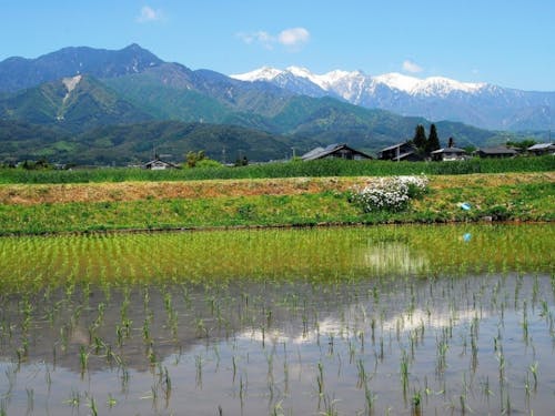 アルプスと田園