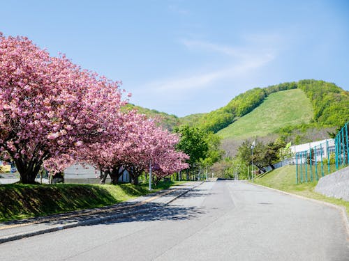 高校へと続く桜並木。海と山が調和した過ごしやすい環境です。
