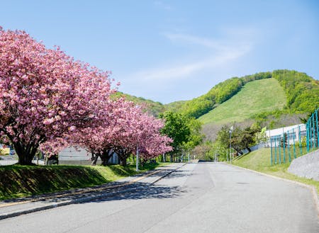 高校へと続く桜並木。海と山が調和した過ごしやすい環境です。