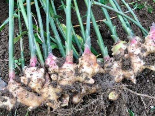 高知名産のしょうが!美味しいですよ!