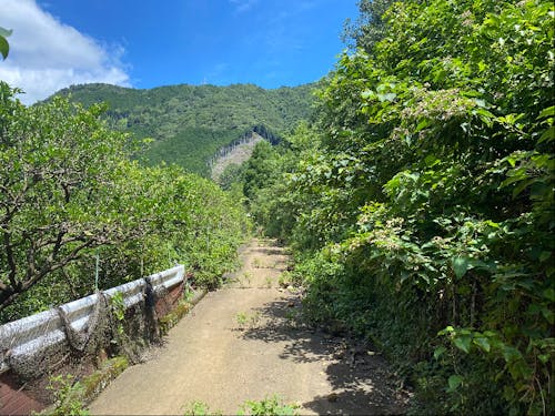 使わなくなって車道も荒れています。