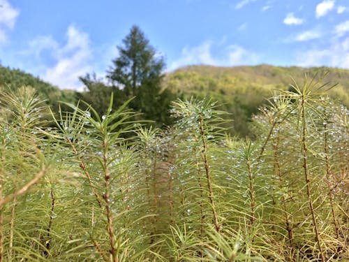 町の未来を担うカラマツの苗木