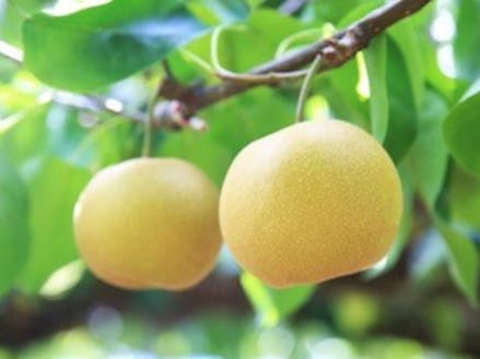 筑西市の梨は、銘柄産地にも指定され、甘くておいしいと評判です