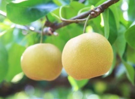 筑西市の梨は、銘柄産地にも指定され、甘くておいしいと評判です