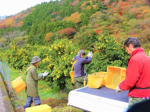 北川村の協力隊になって、一緒にゆずを収穫しませんか?