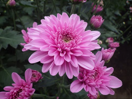 第1回農業体験 スプレーマムの花