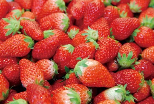 イチゴの栽培ノウハウ、販促の仕方など働きながら学べる環境は他にはそうはありません。