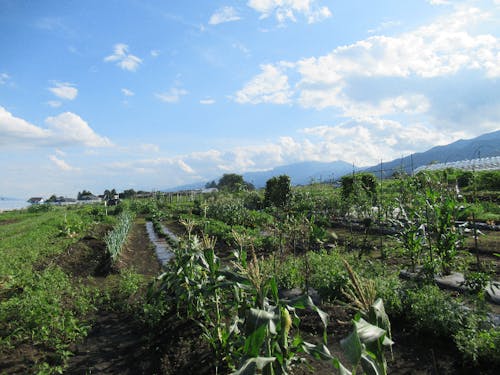 今年も町民菜園を借りて、野菜づくり。眺望抜群。