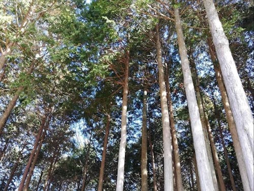 木々に囲まれた地域です