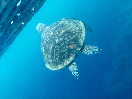 ウミガメといっしょに泳げます!