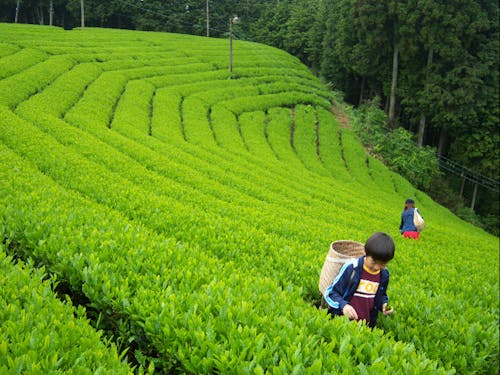 Nyu farmの茶摘み