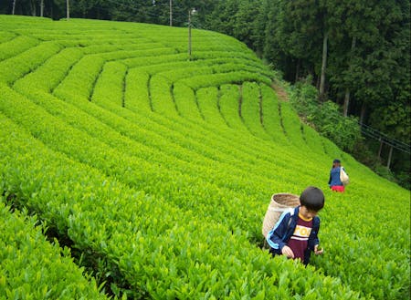 Nyu　farmの茶摘み