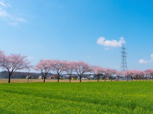 住みやすさ抜群の“ちょうどいい”田舎です