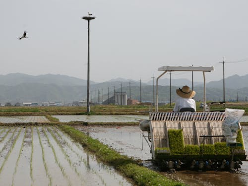 田んぼのすぐ近くにあるコウノトリの巣塔