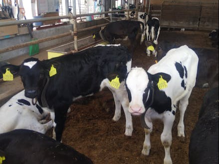 酪農がさかんな伊那西地区