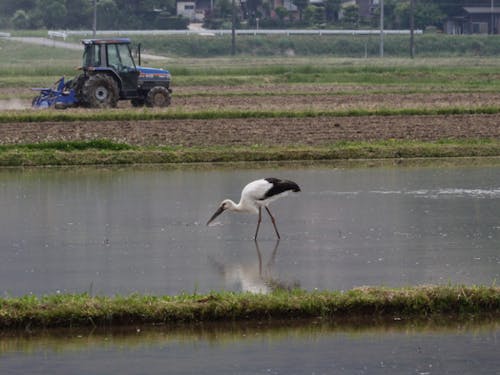 トラクターとコウノトリと