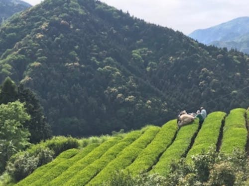 新宮の風景(山と茶畑)