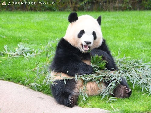 パンダ好き必見!アドベンチャーワールドからライブ配信