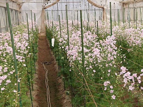 桜色のデルフィニウム「さくらひめ」