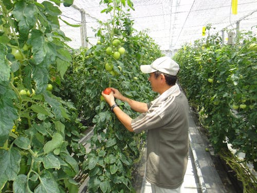 水耕栽培のハウス内はとても清潔に保たれています