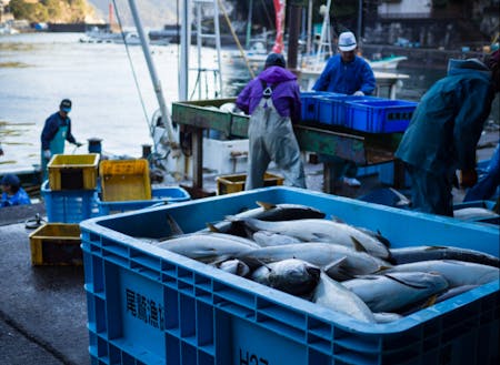 早朝の梶賀漁港は、魚の水揚げや選別を行う漁師たちで活気付く。