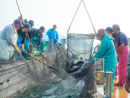 明治29年から続くブリの定置網漁。梶賀町経済を支えている。