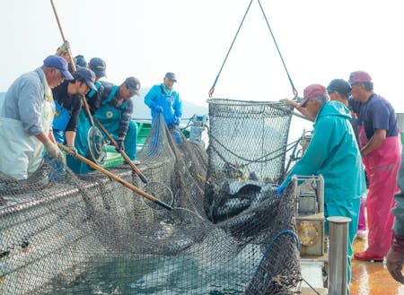 明治29年から続くブリの定置網漁。梶賀町経済を支えている。