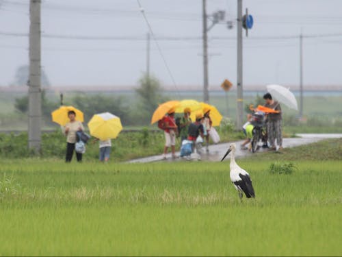 私たちの暮らしの中に戻ってきたコウノトリ