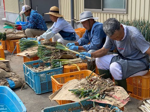 収穫したネギを仕分けるお父さんチーム