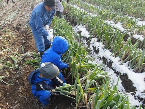 毎年多くの方に収穫体験をしてもらっています。