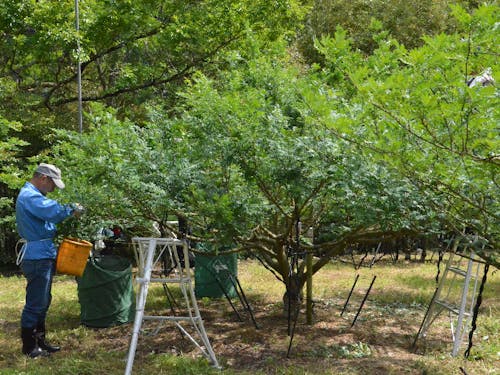 薬草と併せて、山椒の栽培も盛んです。