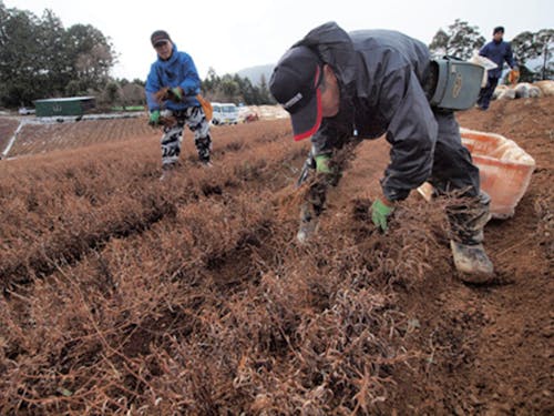 腰をかがめ、一つ一つ丁寧に。
