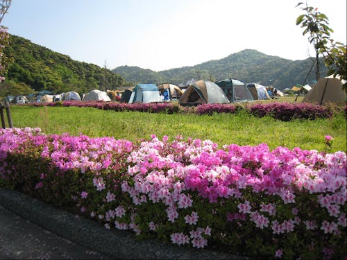 田万川キャンプ場の様子