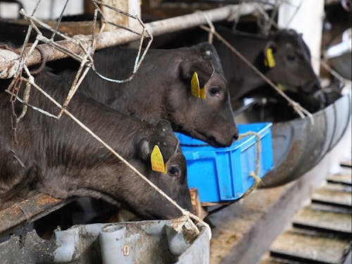 八雲町は、北海道における酪農発祥地とされています。