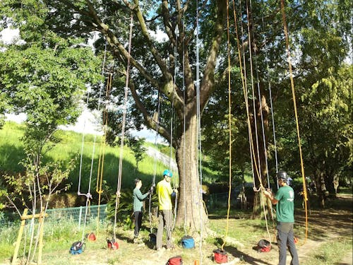 ツリーイング。木の上からの眺めは最高!