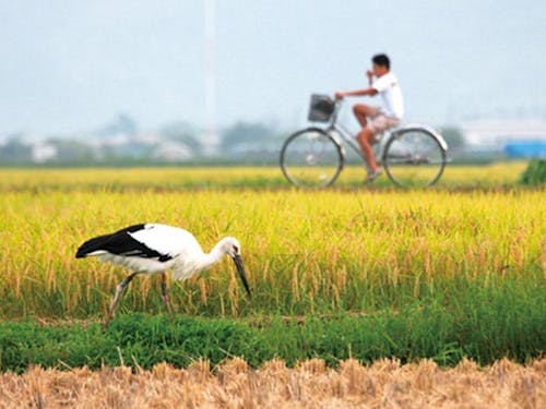田んぼに戻ってきたコウノトリ