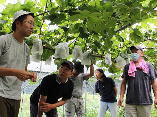 ぶどう農家で集まって勉強会