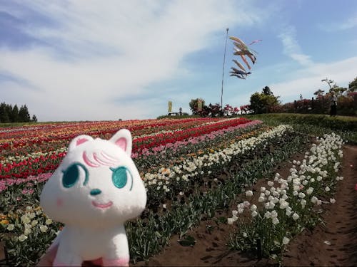 春、満開のチューリップが咲き誇ります