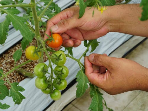 1人でも多くの方を笑顔にできるよう、野菜を種から丁寧に育てます。